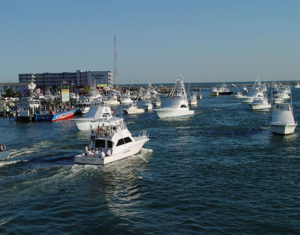 White Marlin Open Ocean City, MD